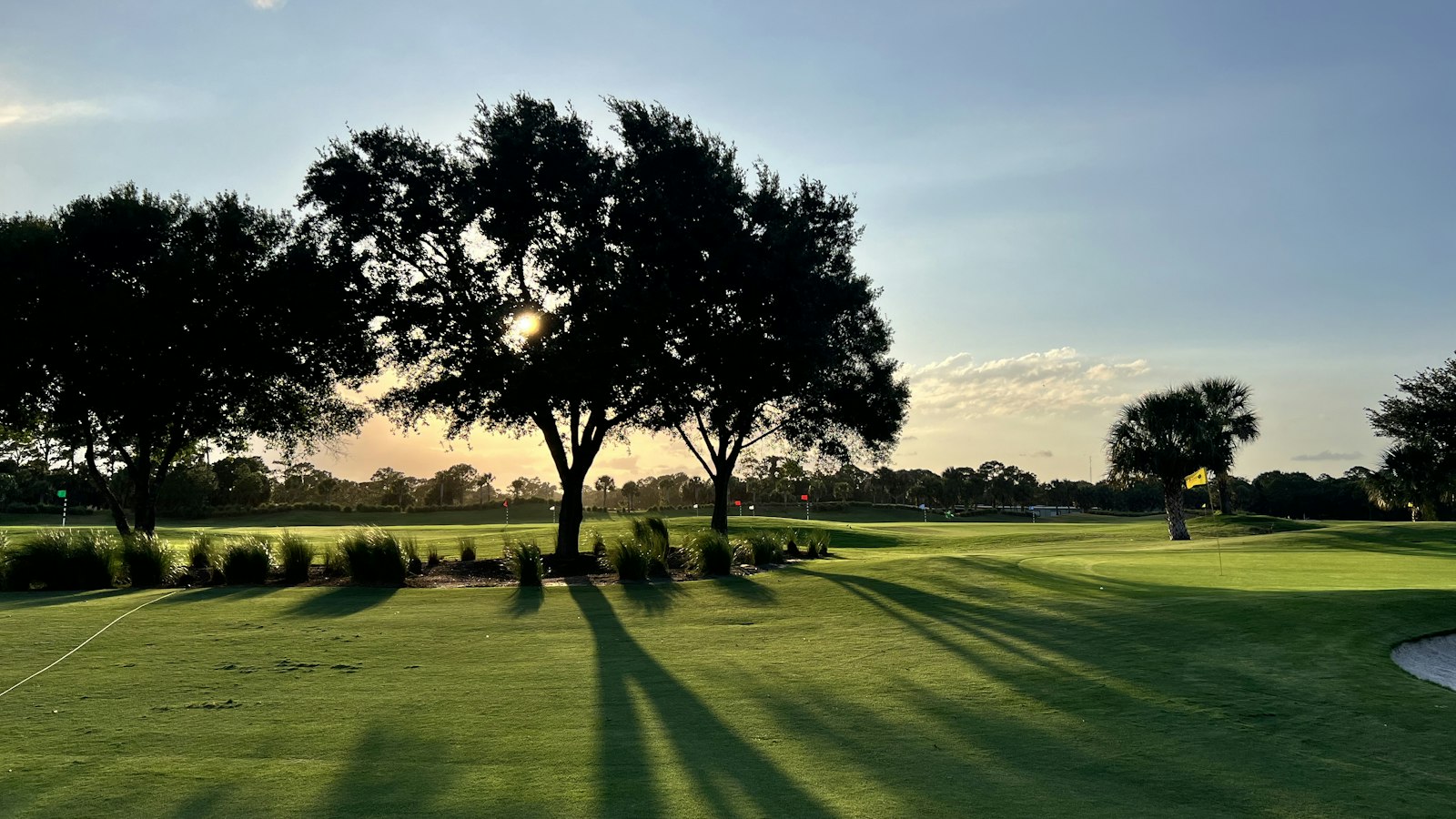 Parcours de golf au coucher du soleil, arbre en silhouette